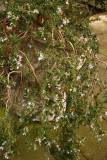 Rosmarinus officinalis (Prostratus Group) 'Capri' RCP2-2014 141.JPG